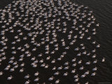 Aerial View of White Pelicans in the Waters of the Mississippi Delta Photographic Print by Annie Griffiths