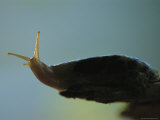 Close View of a Banana Slug Photographic Print