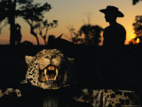 A Jaguar Pelt Taken by a Local Cattle Rancher Photographic Print by Steve Winter