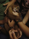 A pet kinkajou in the arms of children in Parque Natural Metropolitano Lámina fotográfica