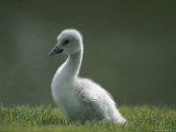 A Trumpeter Swan Cygnet, Cygnus Buccinator Photographic Print