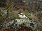 A willow ptarmigan standing on a lichen covered rock Lámina fotográfica A willow ptarmigan standing on a lichen covered rock Lámina fotográfica