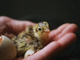 A Newly-Hatched Attwaters Greater Prairie Chick in a Human Hand Photographic Print