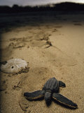 Steve Winter - Baby Leatherback Turtle on Beach Near Sand Dollar - Fotografik Baskı Steve Winter - Baby Leatherback Turtle on Beach Near Sand Dollar - Fotografik Baskı