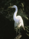 Aigrette blanche perchée sur un tronc d'arbre Photographie