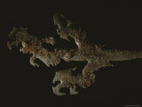 A 1,400-year-old Chert Silhouette Found at the Acropolis of Copan Photographic Print