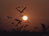 A Flock of Herons Silhouetted by the Setting Sun Photographic Print