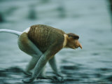 A Male Proboscis Monkey Runs after His Harem Photographic Print by Tim Laman