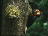 A Male Waldens Hornbill Delivers Food to its Nest Photographie