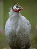 A Portrait of a Guineafowl Photographic Print