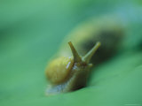 Close View of a Banana Slug Photographic Print