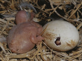 Australian Pelican Chick in Nest with Hatching Egg Photographic Print by Jason Edwards