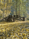 A Sentinel Meadow Footbridge Blanketed in Autumn Foliage Photographic Print by Marc Moritsch