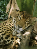 A Jaguar Rests on the Jungle Floor Photographic Print