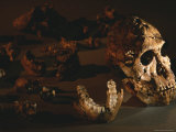 A two-million-year-old fossil of Australopithecus robustus Lámina fotográfica A two-million-year-old fossil of Australopithecus robustus Lámina fotográfica