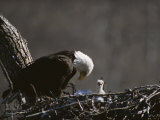 Amerikanischer Weißkopfseeadler und Küken Fotografie-Druck von Roy Toft