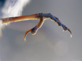 Close View of Fairy Wren Foot Photographic Print by Jason Edwards