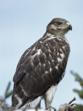 A Ferruginous Hawk, Buteo Regalis Photographic Print by Tom Murphy
