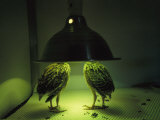 Juvenile Attwaters Greater Prairie-Chickens under a Heating Lamp Photographic Print