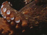 Close View of Octopus Tentacles with Suction Cups Photographic Print by Jason Edwards