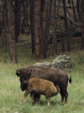 A Bison Cow Nurses Her Calf on the Edge of a Black Hills Wood Photographic Print by Annie Griffiths