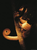 A Kinkajou Peaks Through Leaves as it Rests on a Limb Photographic Print