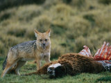 An Andean Fox Scavenges a Llama Carcass Photographic Print