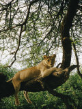 A Lion (Panthera Leo) Relaxes on a Tree Branch Photographic Print by Skip Brown
