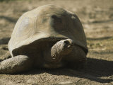 A Large Tortoise Ambles Across Dry Earth Photographie