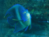 A Graceful Angelfish Swims in the Tropical Waters of Fiji Photographie par Tim Laman