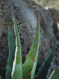 A Close View of a Desert Plant Photographie