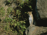 A Female Leopard at the Entrance to Her Den Photographic Print