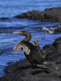 Galapagos Flightless Cormorant Bird Photographic Print by Steve Winter