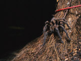 A Tarantula Sits on a Tree Trunk Near a Climbers Rope Photographic Print