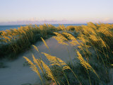 Uniolas, dunes, et plage à l'embouchure de l'Oregon Photographie par Skip Brown