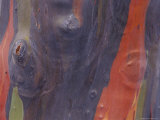 A Close View of the Bark of the Eucalyptus Tree Photographic Print