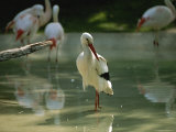 A European White Stork Wades with Chilean Flamingos in Shallow Pool Photographic Print by Joel Sartore