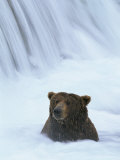 Ours brun assis devant une cascade pendant la période de reproduction des saumons Photographie