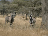Three Beisa Oryxes in Kenyas Samburu National Game Reserve Photographic Print
