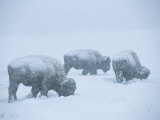 American Bison Graze During a Snowstorm on a Snow-Covered Plain Photographic Print by Tom Murphy