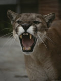 Close View of a Snarling Male Puma Photographic Print
