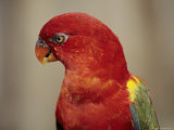 A Portrait of a Captive Chattering Lory Photographic Print