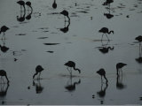 Silhouetted Migratory Flamingos Feeding in a High-Altitude Lake Photographic Print by Joel Sartore