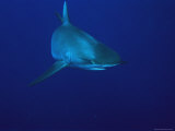 Gray Reef Shark Photographic Print