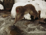 A Japanese Macaque, Macaca Fuscata, Leaps over an Icy Stream Photographic Print