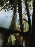 Buddhist Prayer Flags Hang in the Trees in Darjeeling Photographie