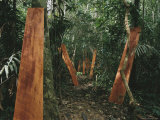 Mahogany Planks Dry Propped up against Trees Photographic Print by Maria Stenzel