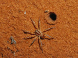 Spider at Burrow Entrance on Sand Dune Photographic Print