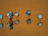 A Flock of Migratory Flamingos Roost in a High-Altitude Lake Photographic Print by Joel Sartore