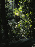 A Rain Forest Scene in the Costa Rican Forest Photographic Print by Ed George